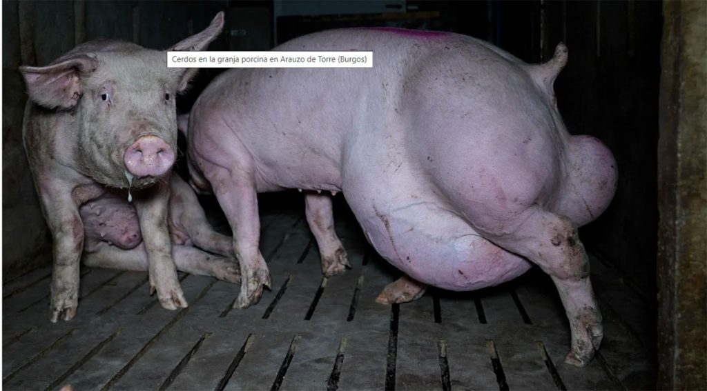 Denuncian otra ‘granja del terror’ en Araúzo de Torre (Burgos) por maltrato animal