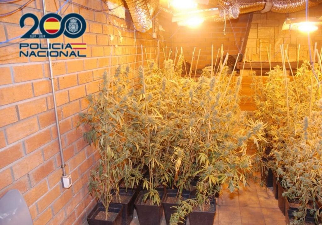 Detenido en Valladolid tras desmantelar un laboratorio de cannabis con 40 kilos de marihuana