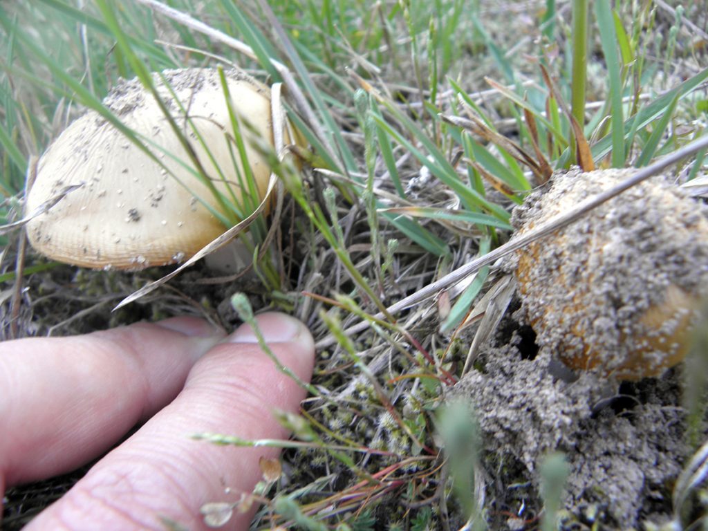 El Parque Micológico Montes de Soria abre la expedición de permisos de recolección para la temporada 2026