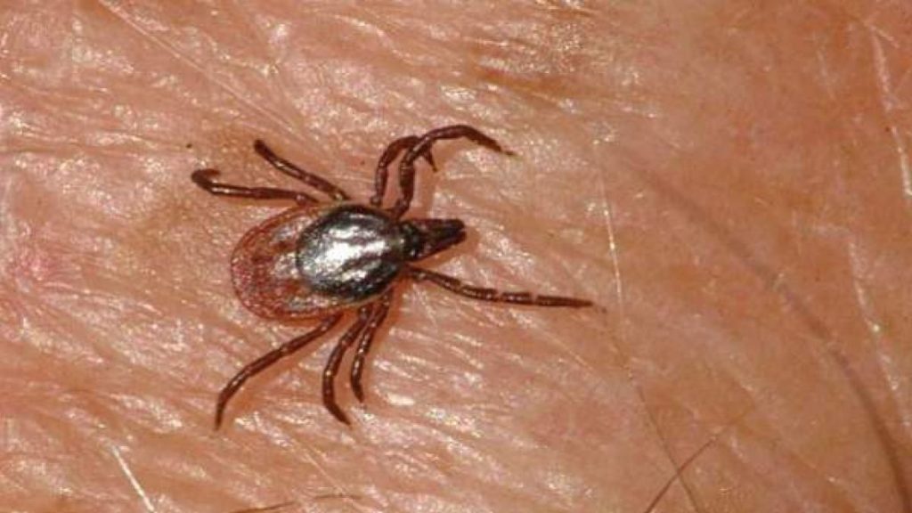 Salud Pública estudia cada año unas 2.000 garrapatas para vigilar las enfermedades que transmiten