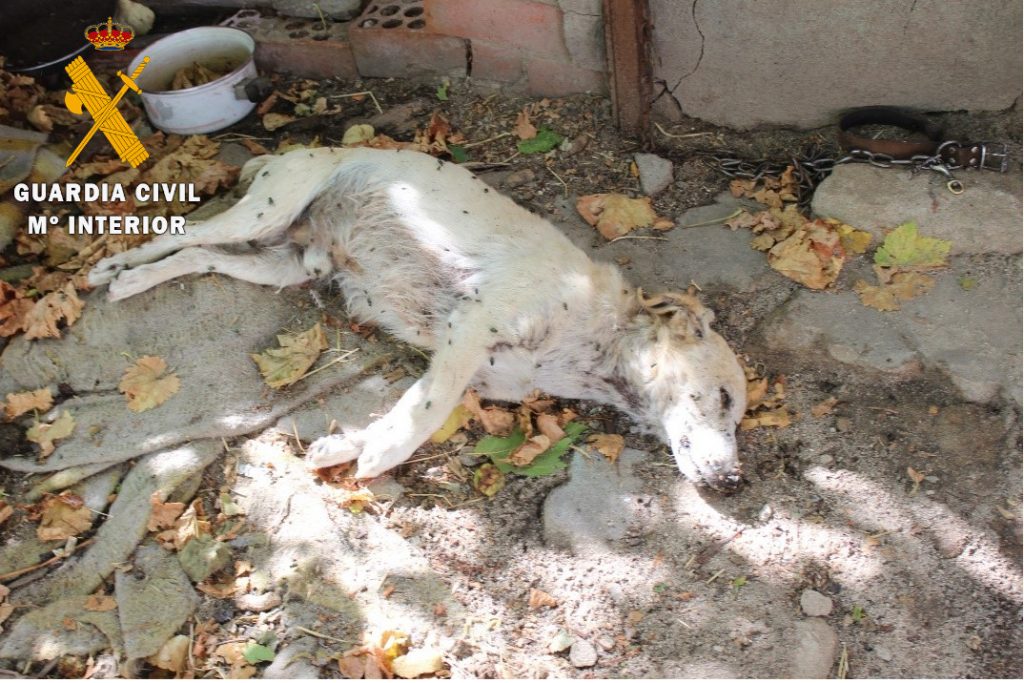 Rescatados 16 perros abandonados y hallados dos muertos en unas naves de Nava de la Asunción (Segovia)