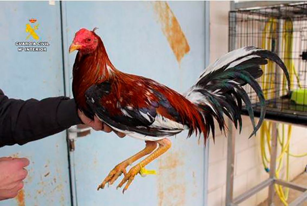 Investigado en Valladolid por tener seis gallos de raza Combatiente Español con las crestas y barbillas mutiladas
