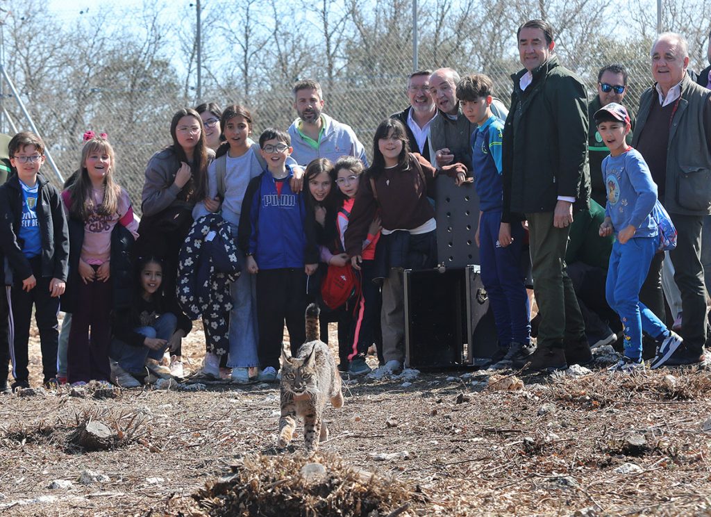 Wilton y Wapa, los dos nuevos linces liberados en Astudillo (Palencia)