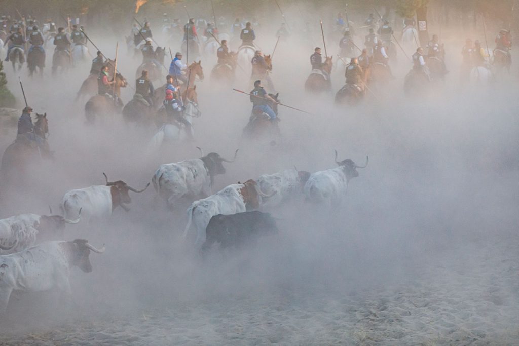 Un tercer encierro con “peligrosísimas” arrancadas deja herido a un caballista en Cuéllar (Segovia)