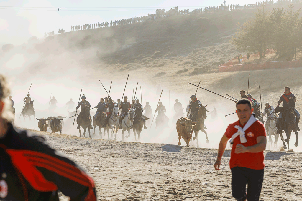 Los encierros de Cuéllar (Segovia) culminan con un recorrido «disgregado» y «complicado»
