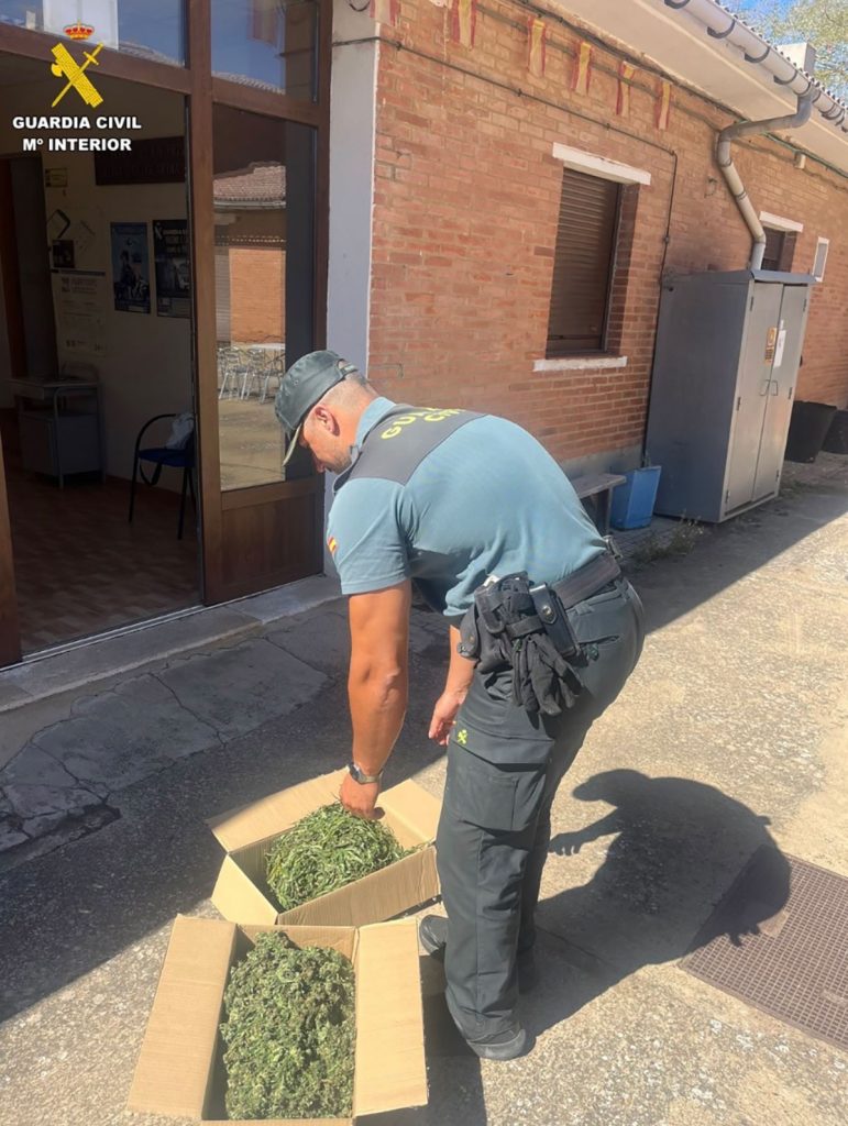 La Guardia Civil retira en Carrión de los Condes (Palencia) una planta de marihuana de 2,2 metros de altura
